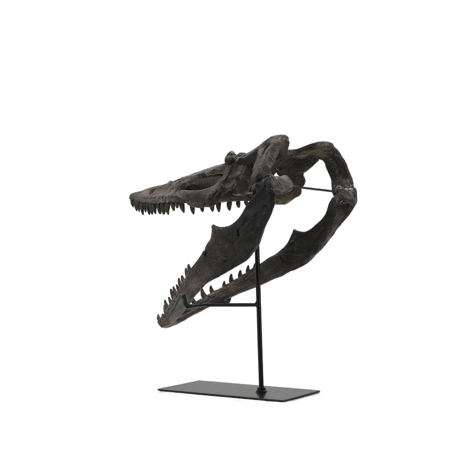Plioplatecarpus Dinosaur Skull – Science Store